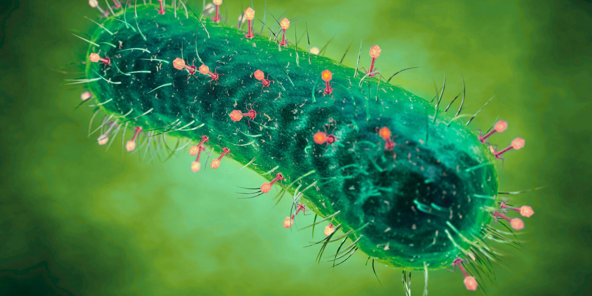 Virus como agentes de biocontrol