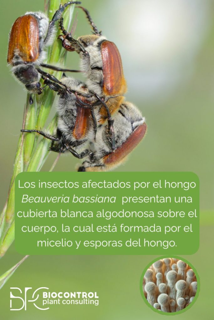 beauveria bassiana