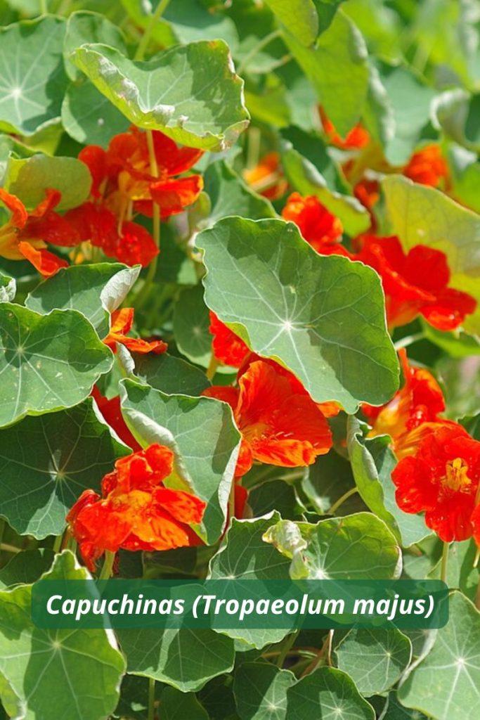 Capuchinas utilizadas como plantas trampa en agricultura para atraer pulgones y proteger cultivos principales.