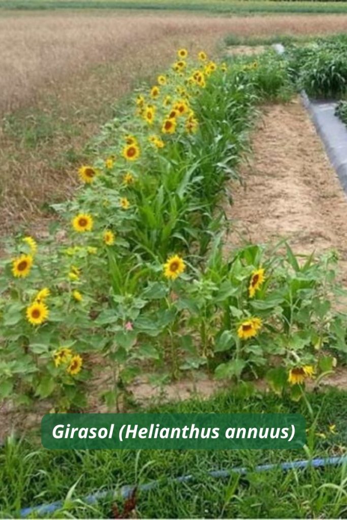 Filas de girasol como plantas trampa en agricultura, ubicadas en bordes de parcelas para desviar plagas.