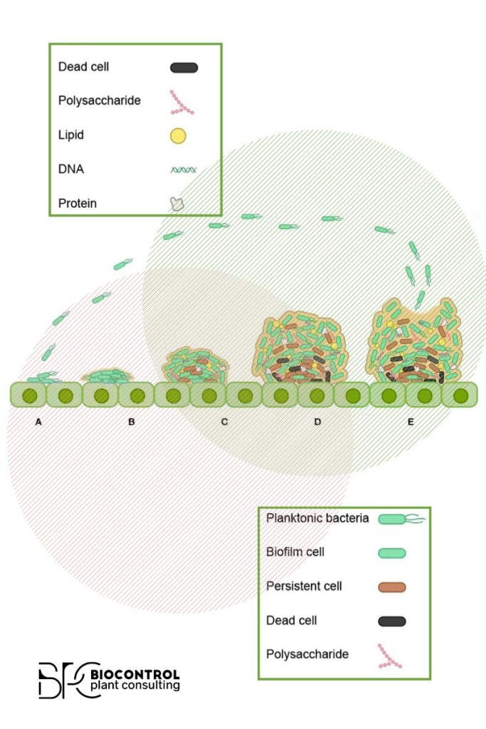 Estructura de biofilms microbianos en agricultura: tipos de células y componentes