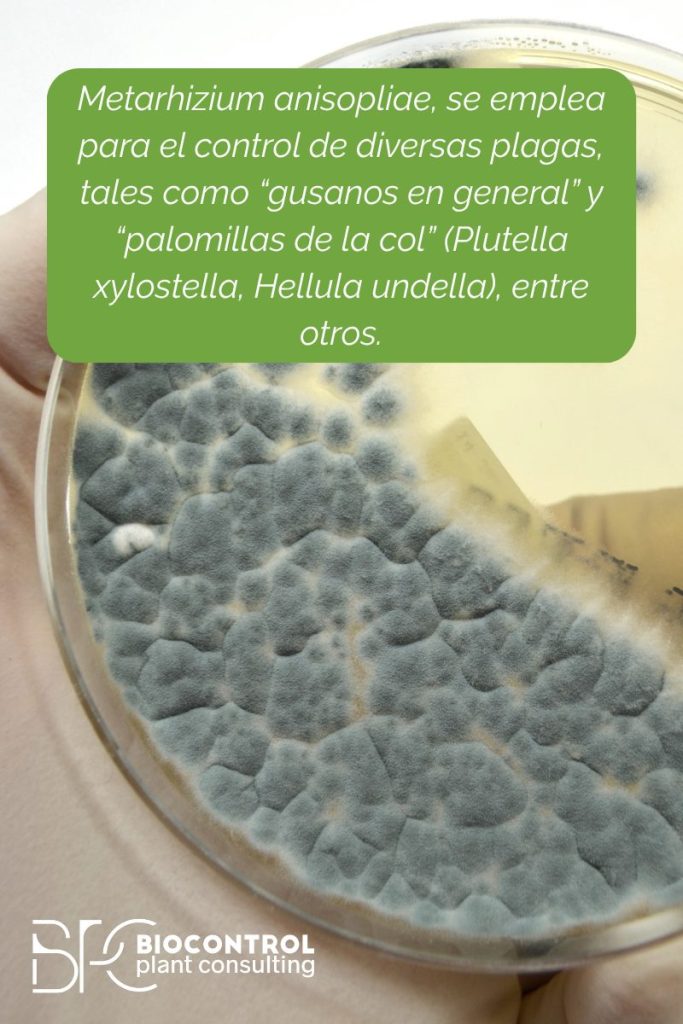 metarhizium anisopliae