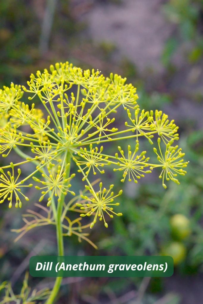 Flor de eneldo usada como planta trampa en agricultura para atraer insectos benéficos como sírfidos.