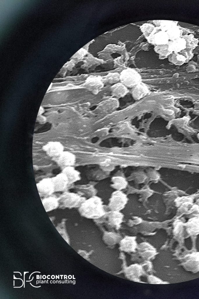 Biofilms microbianos adheridos a raíces vegetales, visualizados al microscopio electrónico