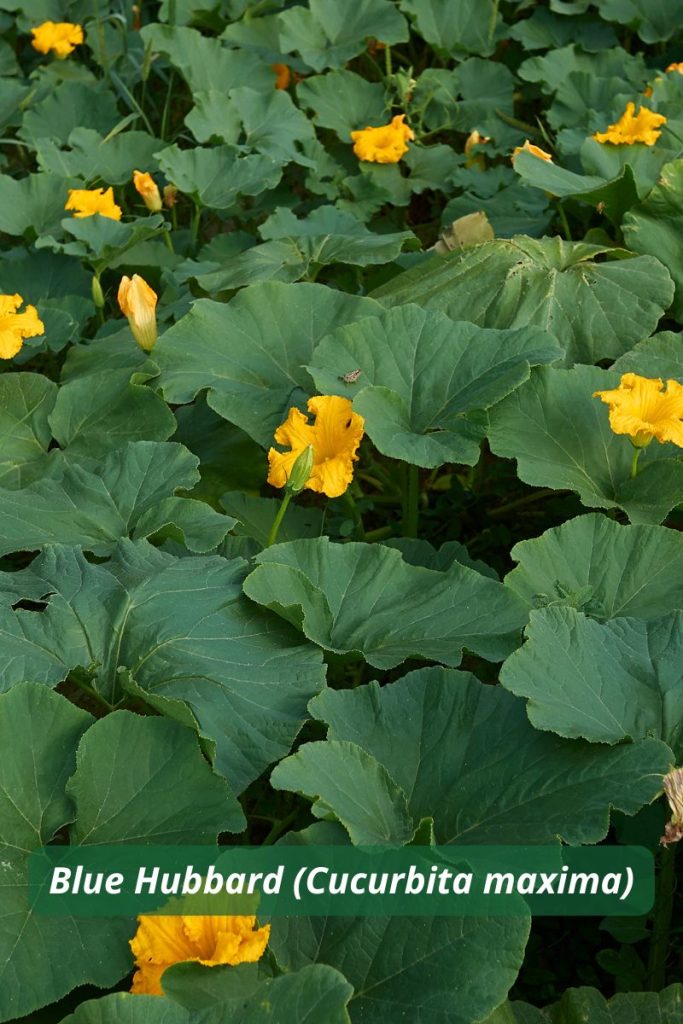 Planta Blue Hubbard empleada como trampa visual en agricultura ecológica para proteger calabazas y cucurbitáceas.