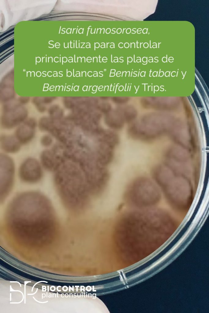 isaria fumosorosea