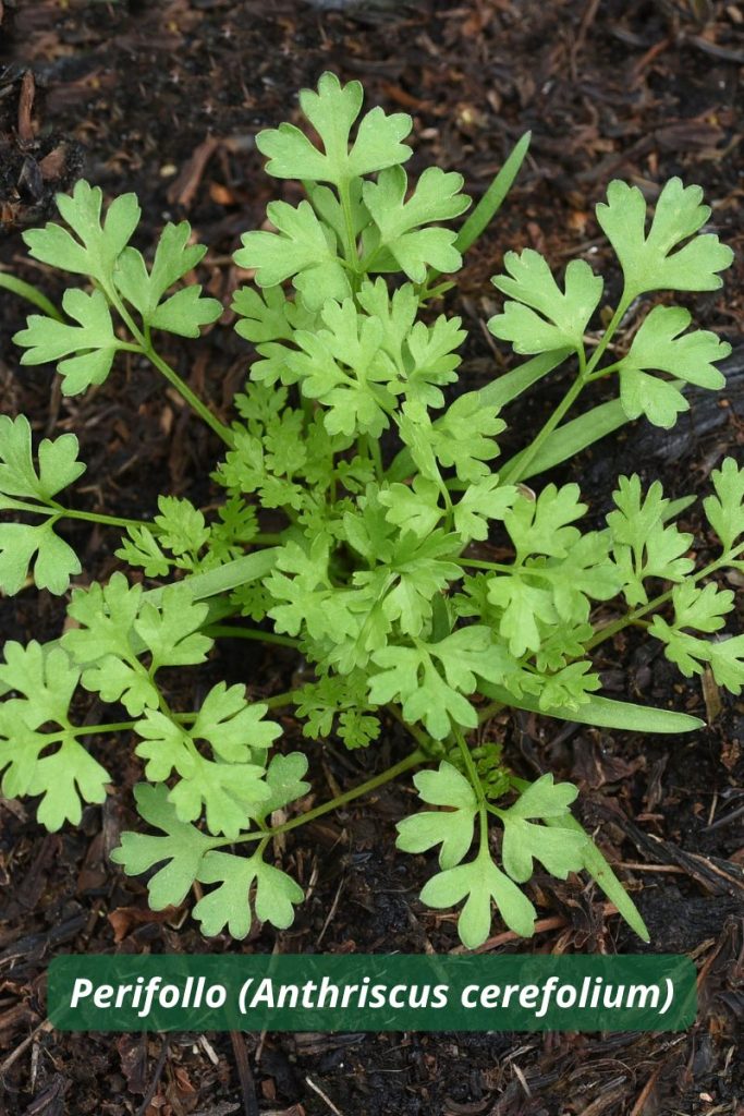Perifollo cultivado como planta trampa regenerativa para atraer insectos beneficiosos