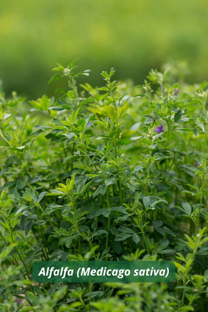 Alfalfa como planta trampa sostenible para aumentar biodiversidad y cubrir el suelo.