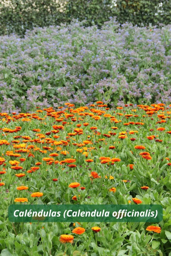 Caléndulas aplicadas como planta trampa para repeler plagas como trips o mosca blanca.