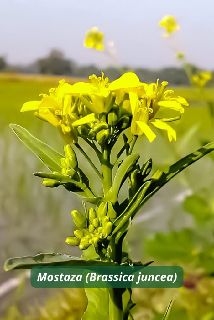 Flor de mostaza usada como planta trampa -para atraer pulgones y facilitar el control localizado.