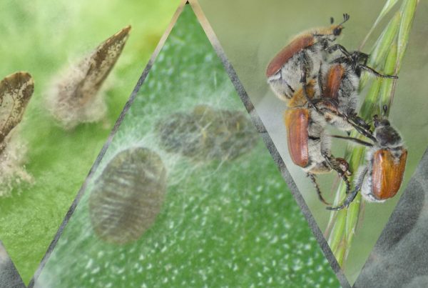 /hongos-entomopatogenos-control-plagas