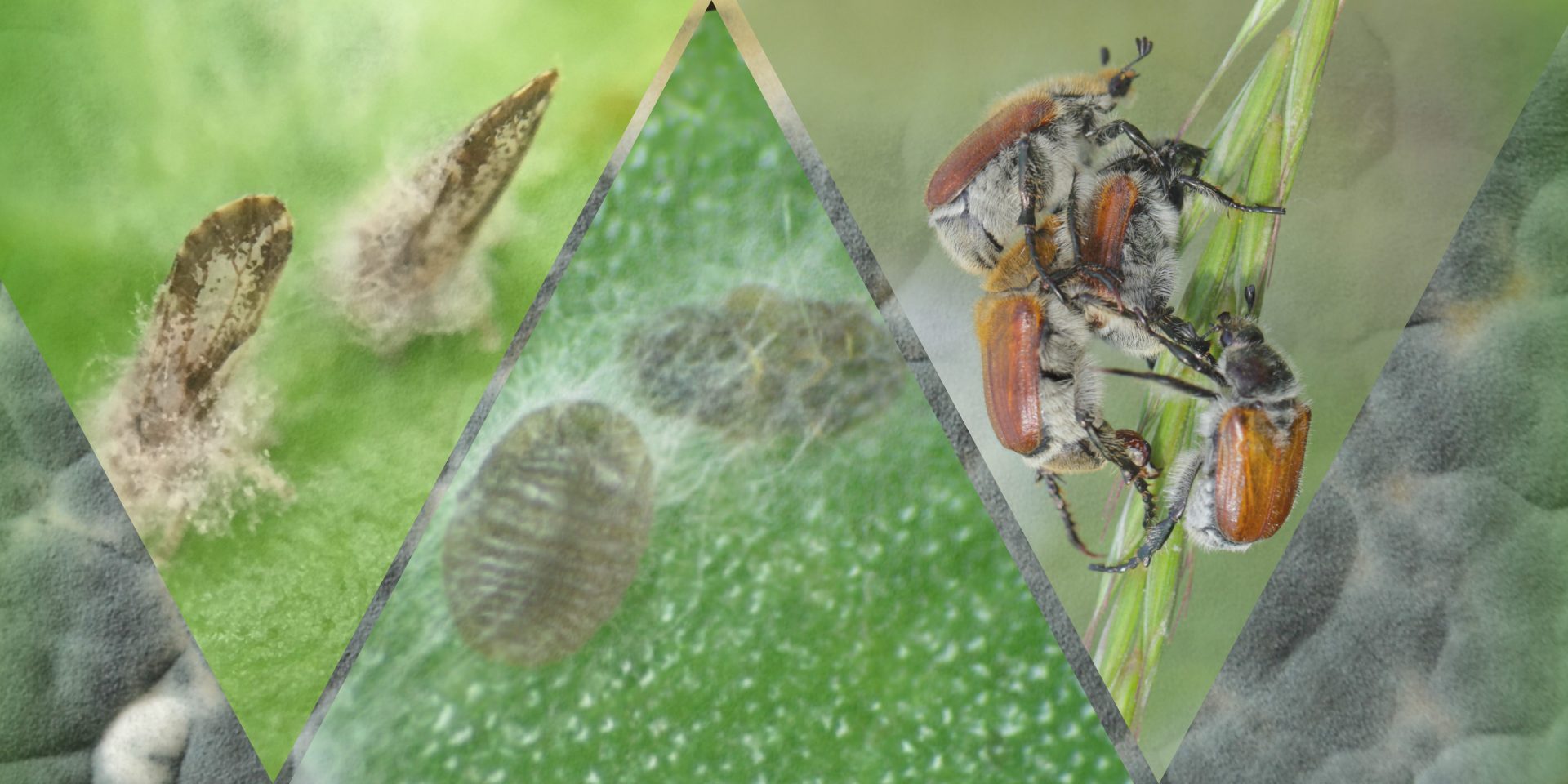 Hongos Entomopatógenos. Aliados Invisibles para el Control de Plagas