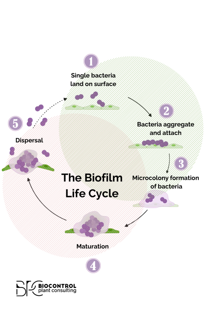 Ciclo de vida de los biofilms microbianos en agricultura, desde la adhesión hasta la dispersión