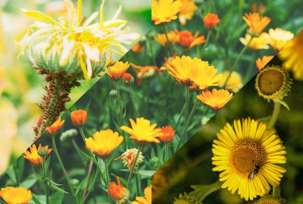 Ejemplo visual de plantas trampa en agricultura ecológica, con flores atrayendo plagas para proteger cultivos.