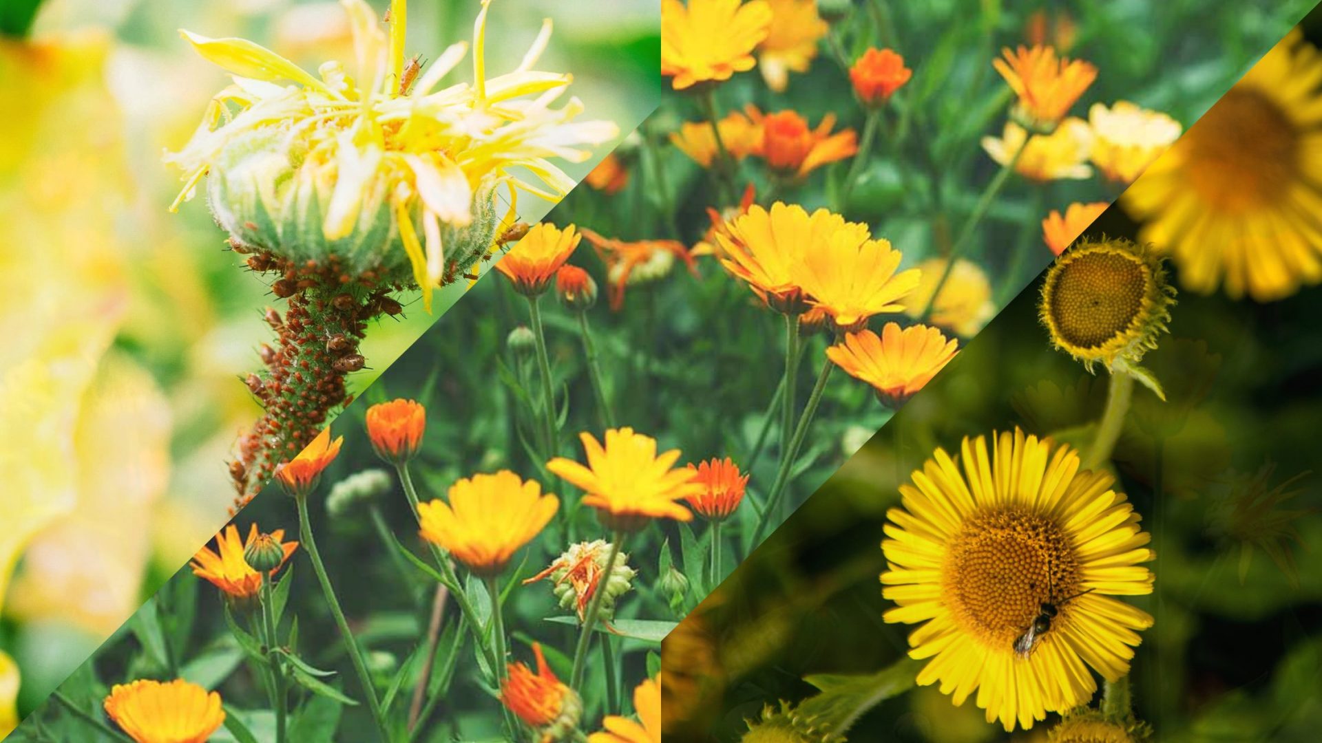 Plantas Trampa. Aliadas Silenciosas en el Manejo Ecológico de Plagas