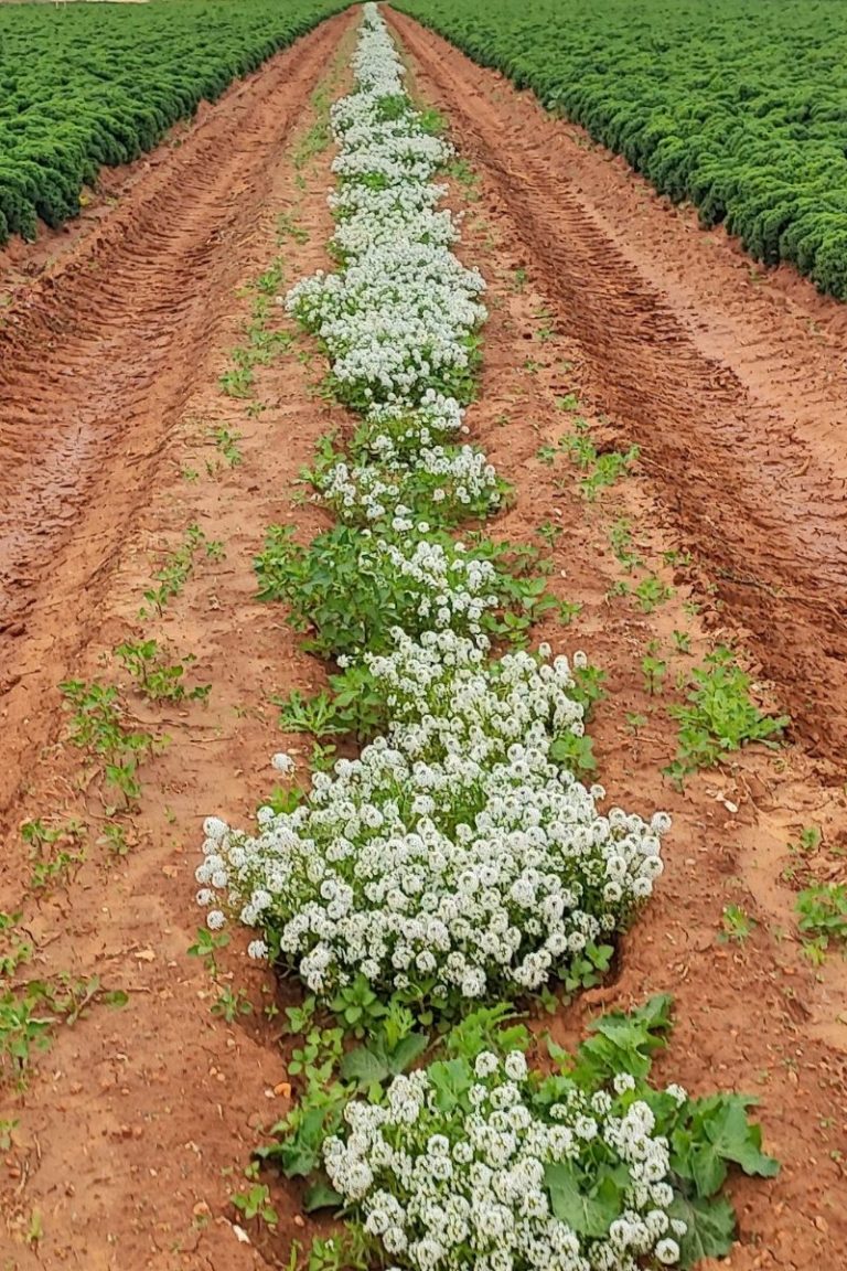 Línea entre cultivos hortícolas, utilizada para atraer insectos auxiliares y fomentar la biodiversidad agrícola.