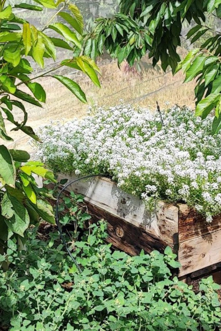 Lobularia marítima cultivada en bancal elevado para atracción de enemigos naturales