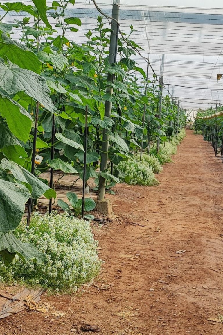 Cultivo en líneas entre hortalizas entutoradas bajo invernadero