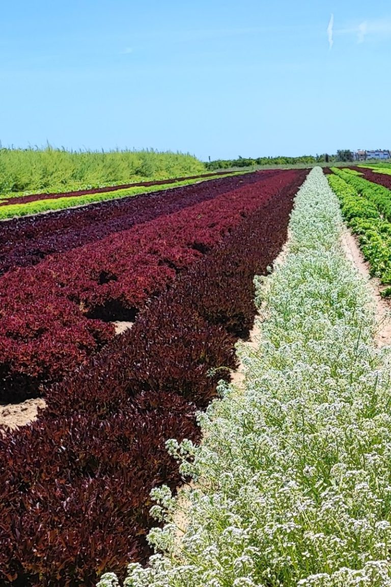 Lobularia marítima cultivada junto a hortalizas para potenciar el control biológico y mejorar la sostenibilidad agrícola.