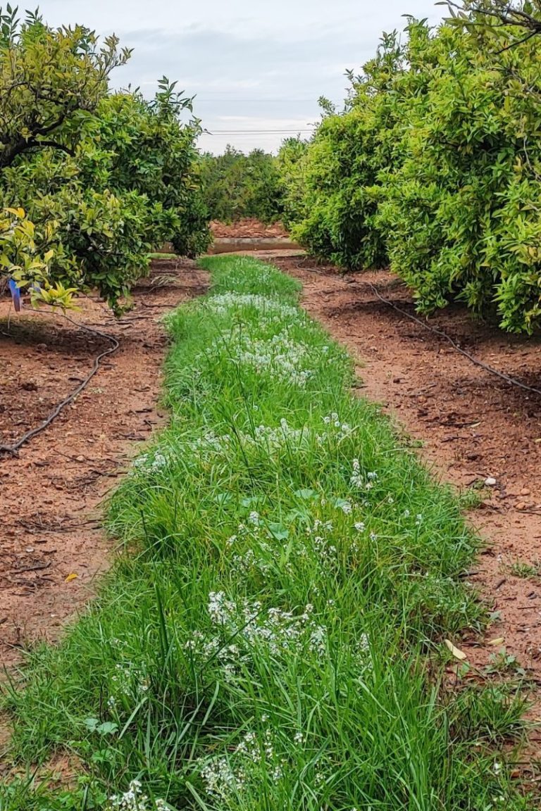 Integración de Lobularia marítima en un cultivo leñoso como estrategia de manejo ecológico de plagas.
