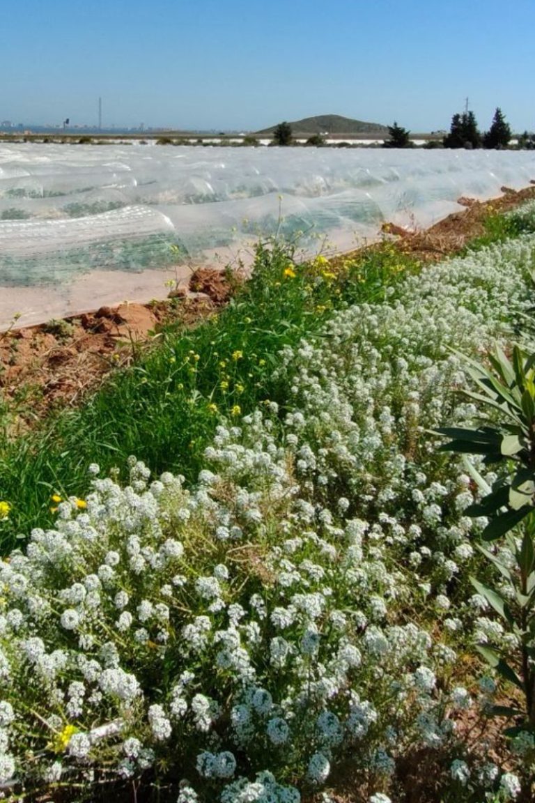 Lobularia marítima creciendo junto a un invernadero, favoreciendo la biodiversidad agrícola.