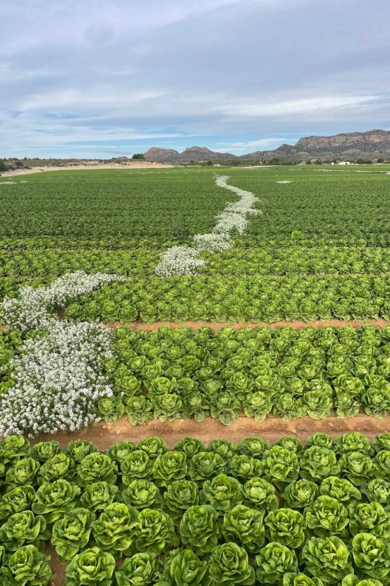 Cultivo de lechuga acompañado de Lobularia marítima para potenciar el control biológico de plagas.