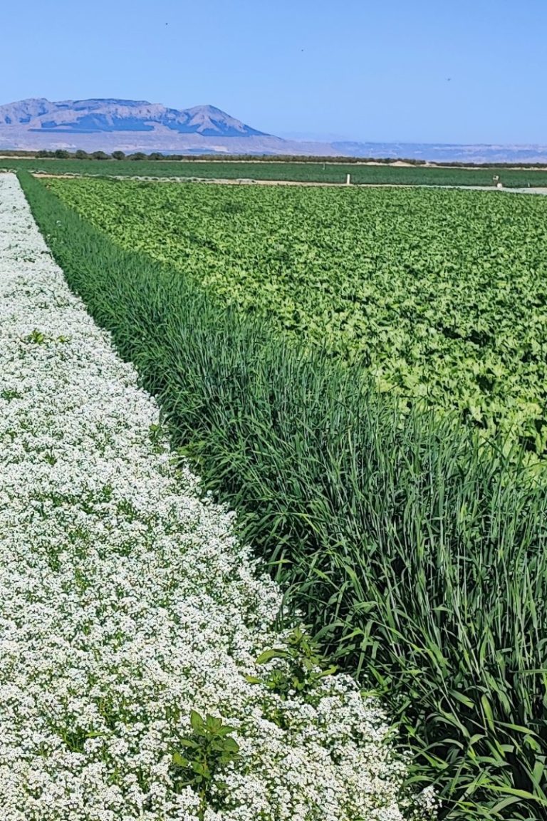 Banda floral de Lobularia marítima junto a cultivos, mejora el control biológico