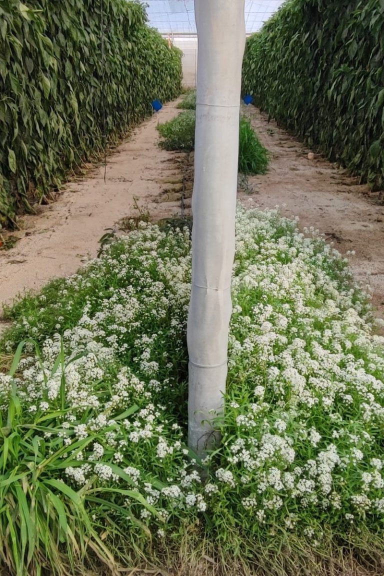 Invernadero, estrategia efectiva de control biológico funcional