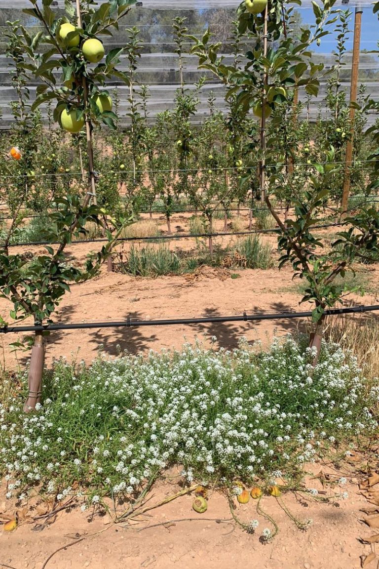 Lobularia marítima entre frutales, planta auxiliar clave para agricultura ecológica