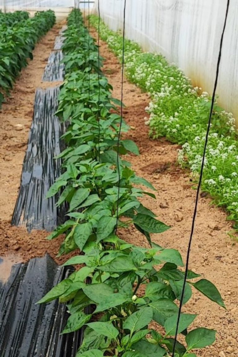 Fila de cultivo de pimientos en invernadero con banda de flores blancas para manejo agroecológico