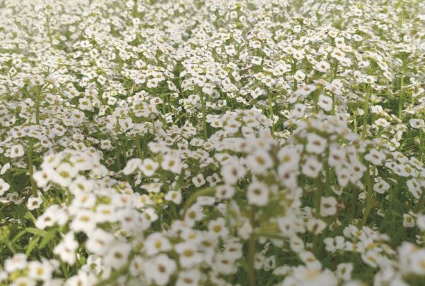 Campo en floración de Lobularia marítima, utilizada en agricultura para atraer insectos benéficos y favorecer el control biológico.