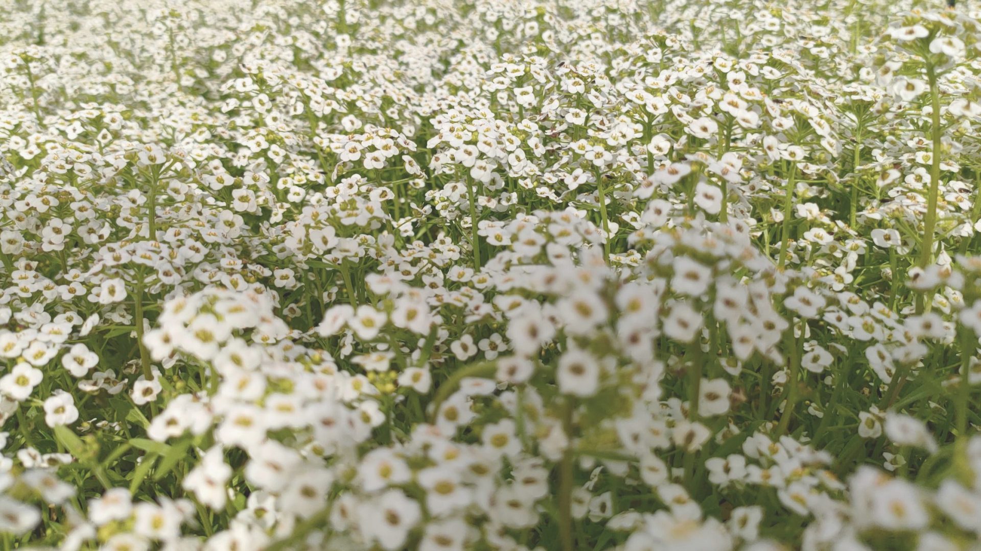 Lobularia marítima en agricultura: control biológico y biodiversidad