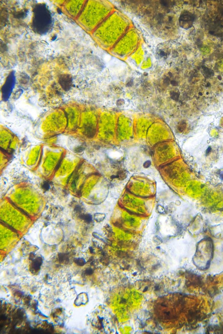 Microalgas observadas al microscopio utilizadas en biofertilizantes sostenibles.