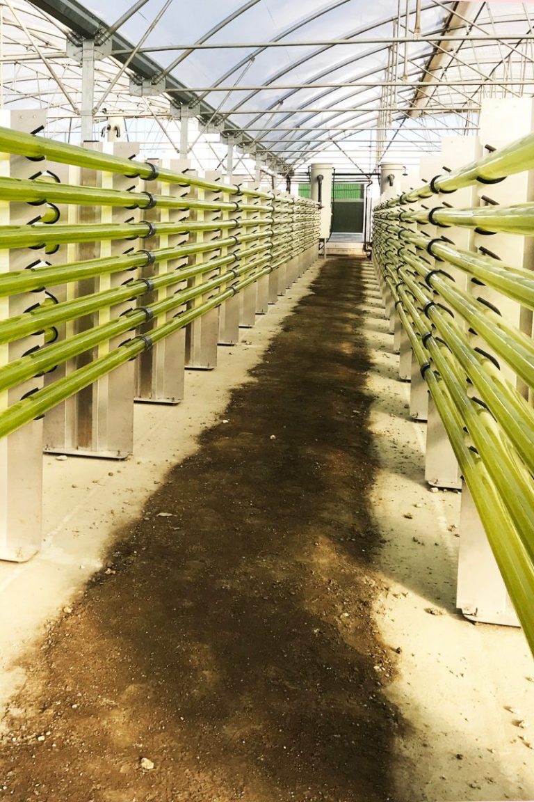 Fotobiorreactor tubular para producción de microalgas en agricultura sostenible.