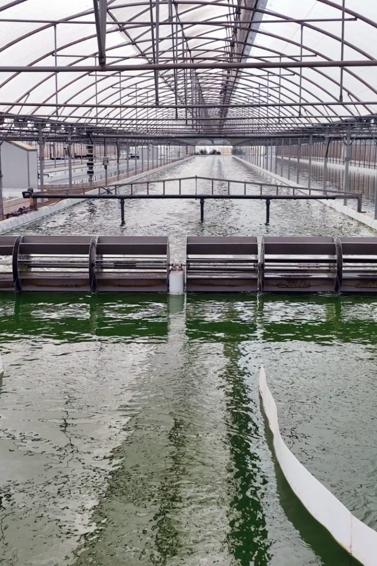 Cultivo de microalgas en agricultura sostenible en sistema abierto tipo raceway pond.