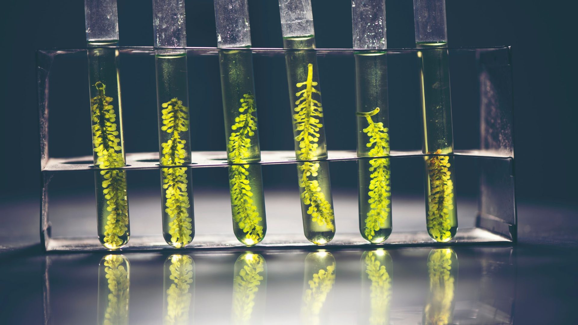 Microalgas en agricultura: una nueva generación de bioestimulantes naturales