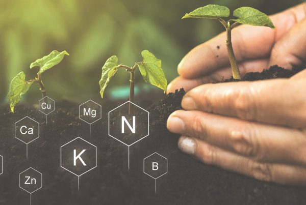 Manos cuidando una planta joven en suelo fértil con nutrientes esenciales, representando la importancia del microbioma agrícola en la salud del suelo.