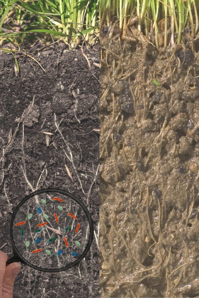 Comparación visual de suelos con y sin microbioma activo en agricultura.