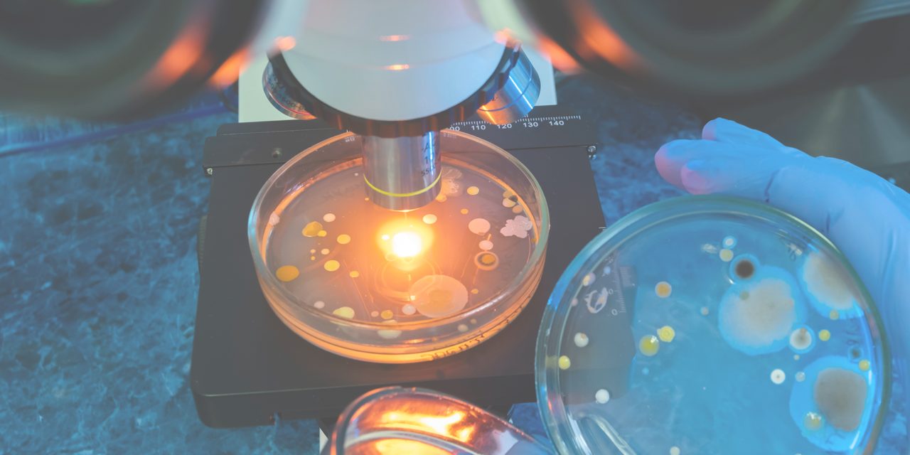 Cepas microbianas en biocontrol: por qué la cepa lo cambia todo